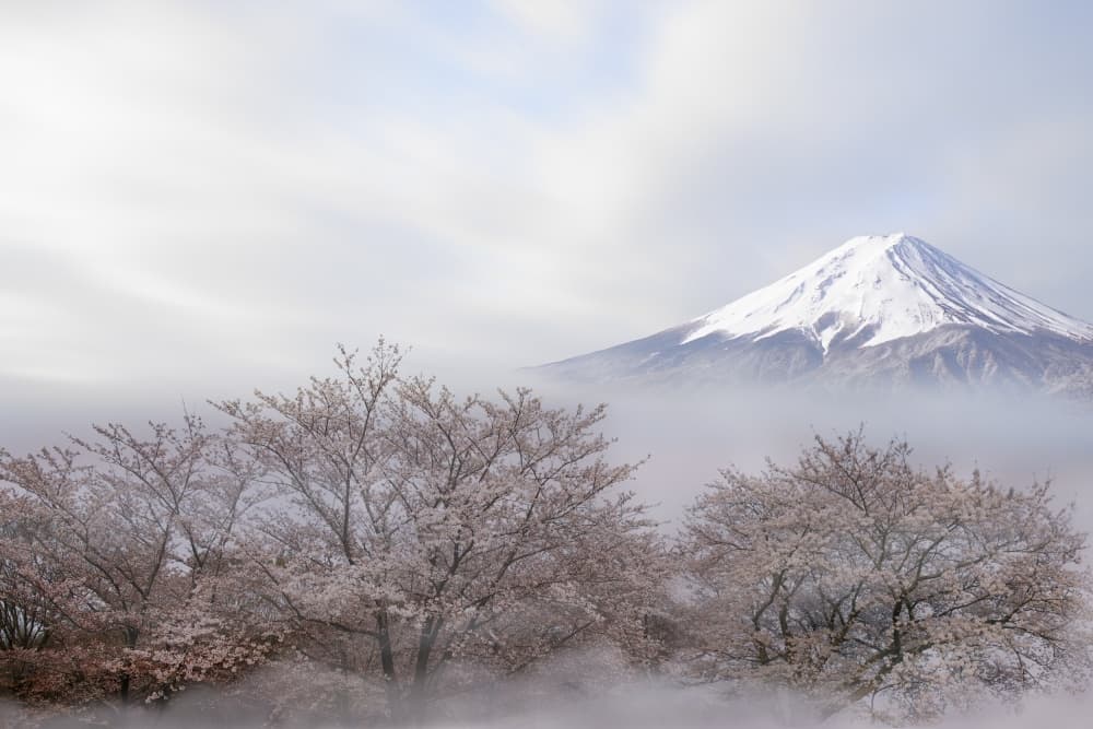 Misty Mount Fuji Blossoms by Ikuo Iga — canvas wall art