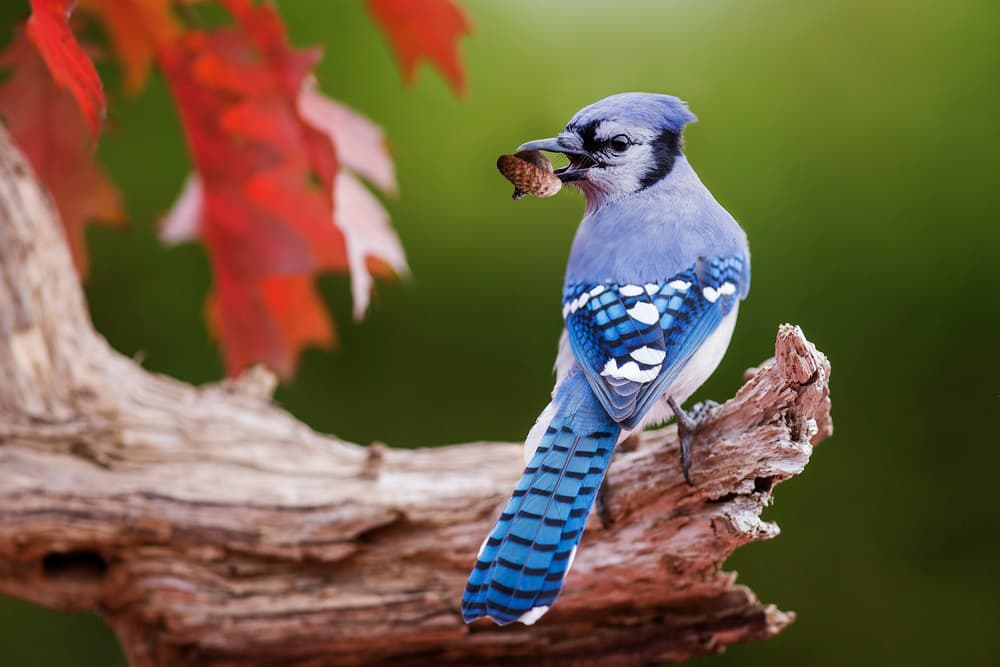 Autumn Blue Jay Eating Nut by Mircea Costina — canvas wall art