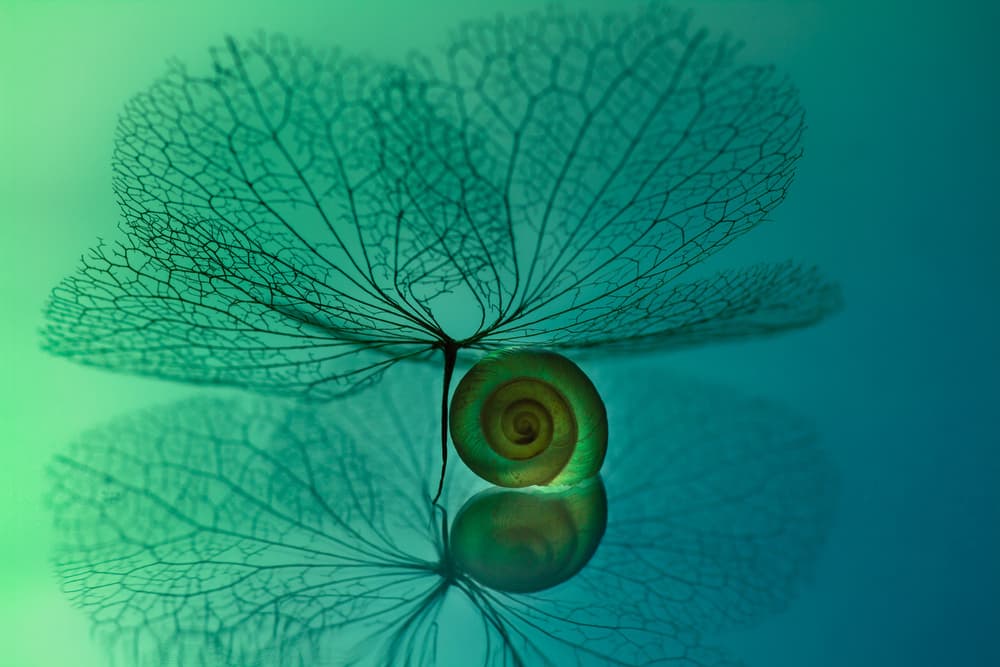 Delicate Snail Shell Reflection by Shihya Kowatari — canvas wall art