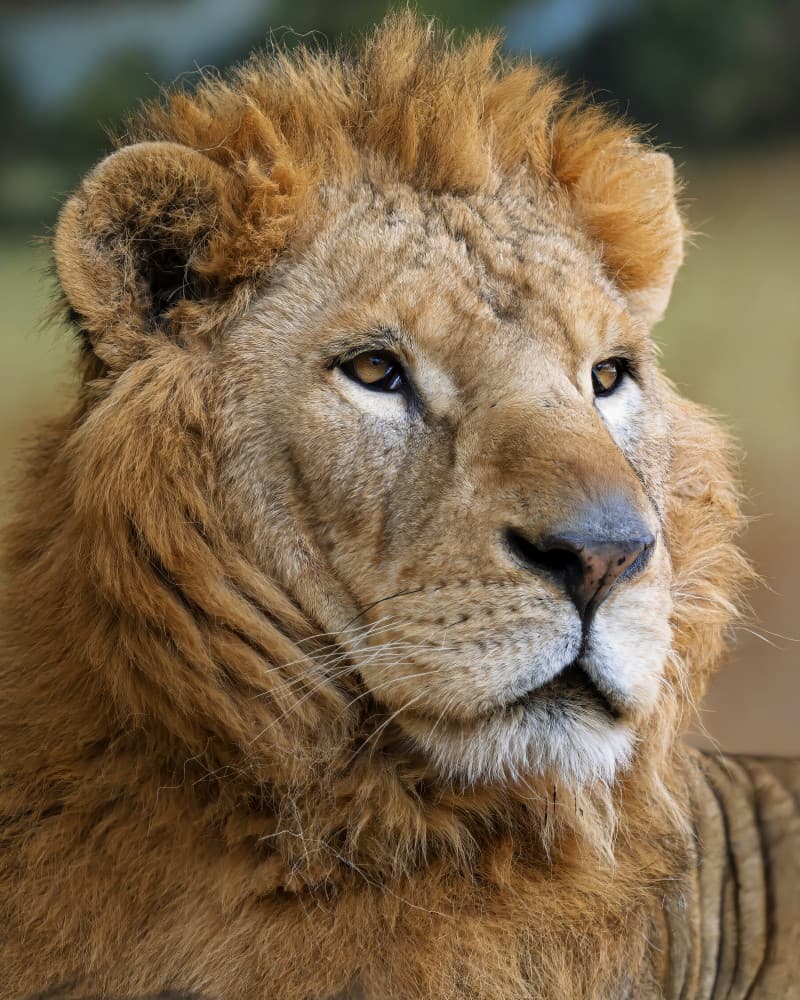 Regal Golden Lion by Yousef Abuaisheh — canvas wall art