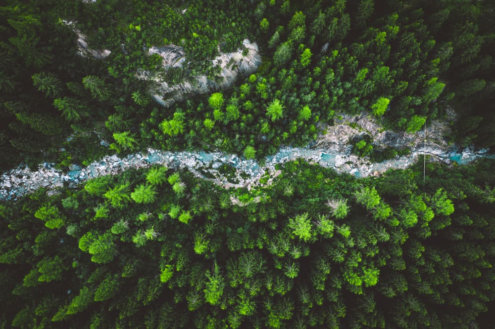 Winding Forest River by Dominik Murko — canvas wall art