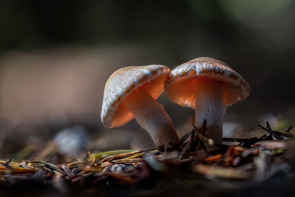 Glowing Forest Mushrooms by Sergio Barboni — canvas wall art