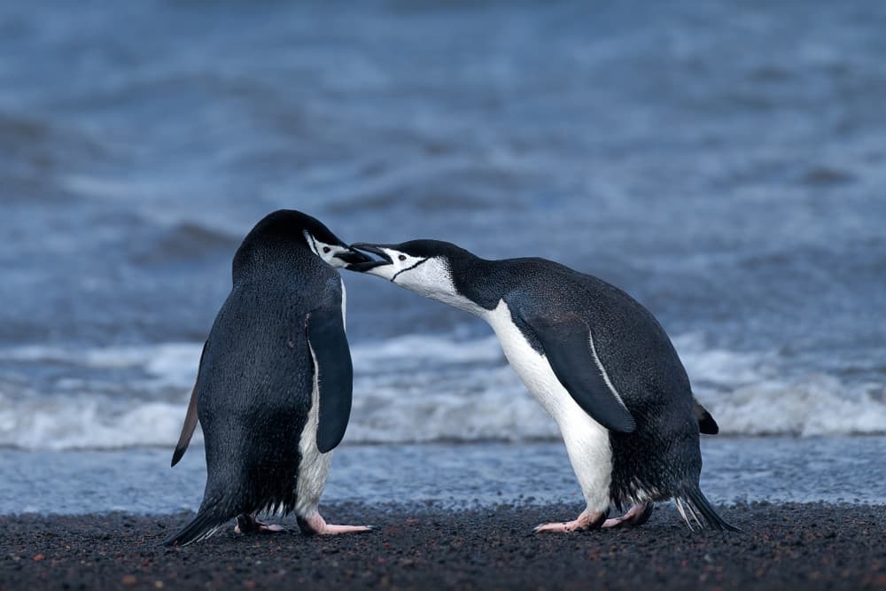 Sweet Penguin Kiss by Mei Xu — canvas wall art