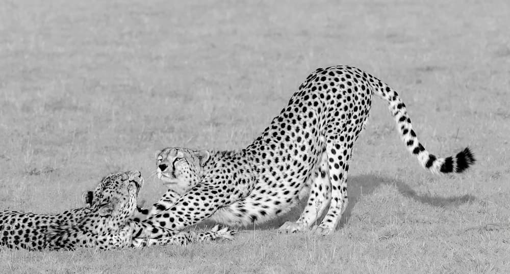 Playful Cheetah Stretch by Jie Fischer — canvas wall art