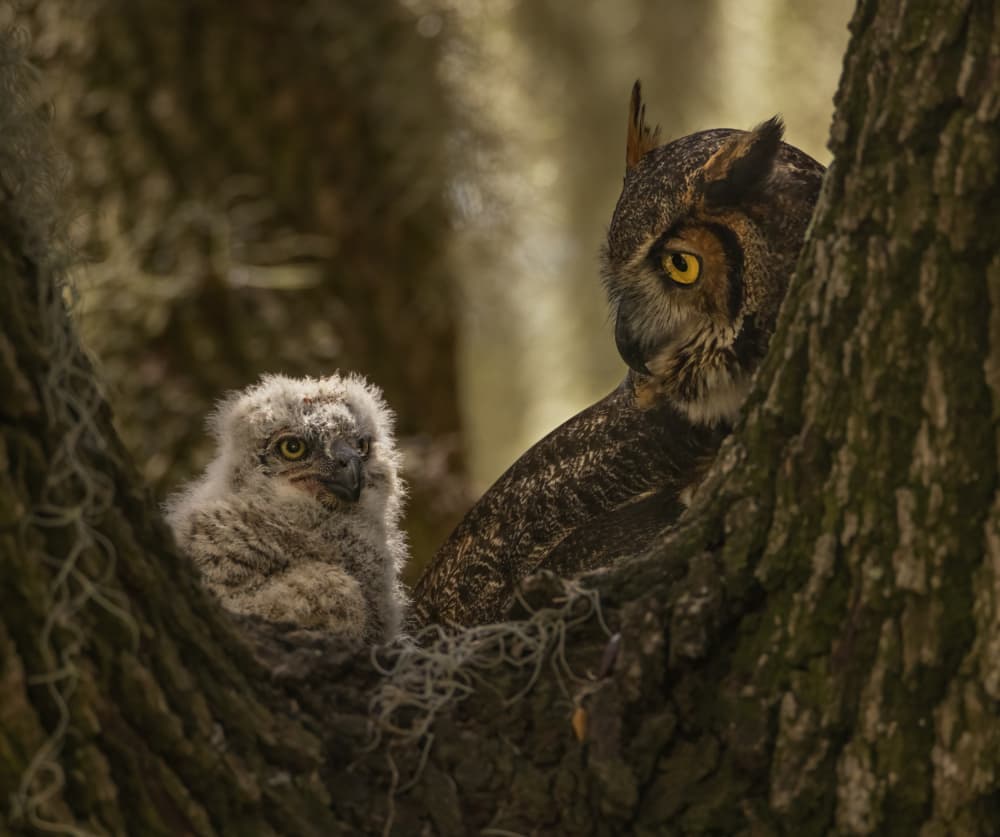 Owl and Owlet by Amy Marques — canvas wall art