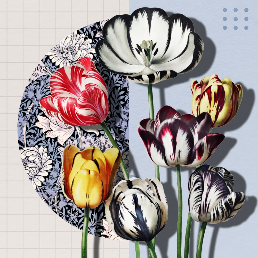 Colorful Striped Tulips