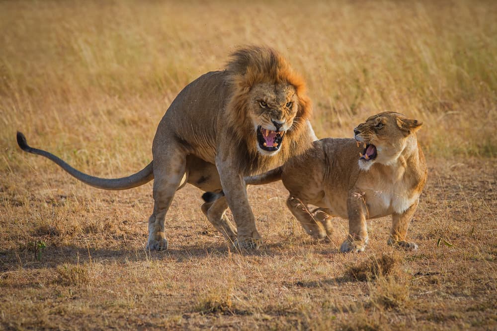 Roaring African Lions by Mohammed Alnaser — canvas wall art