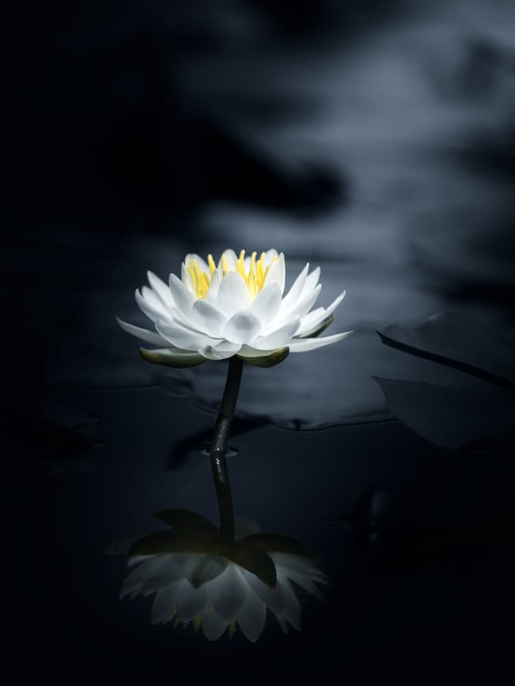 White Lotus Reflection by Takashi Suzuki — canvas wall art
