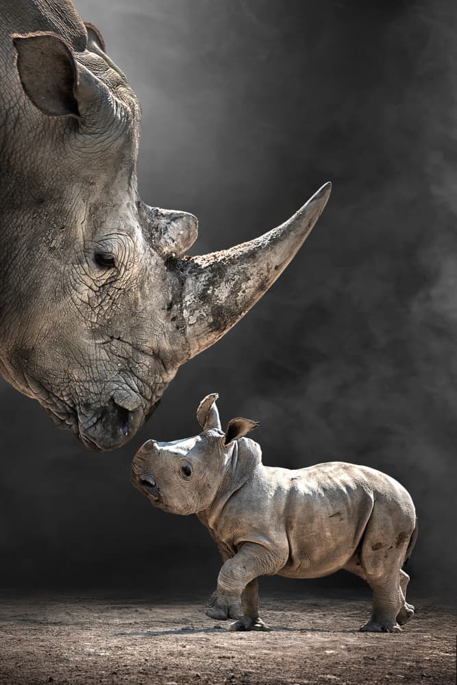 Rhino Mother and Calf by Marcel Egger — canvas wall art