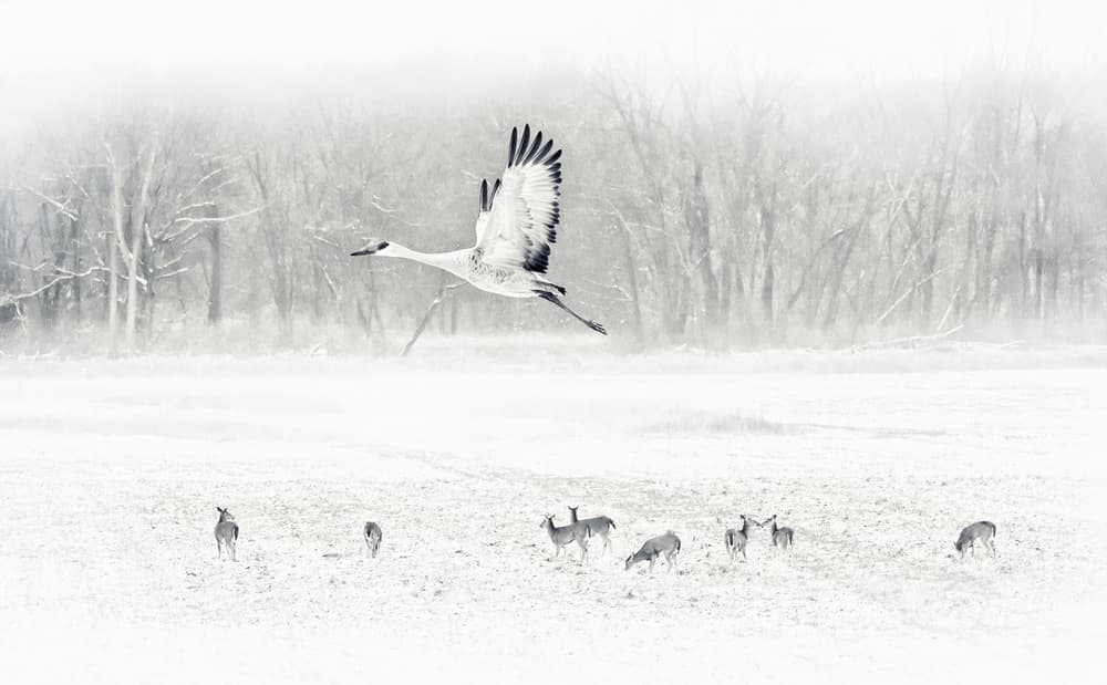 The snow world by Yu Cheng — canvas wall art