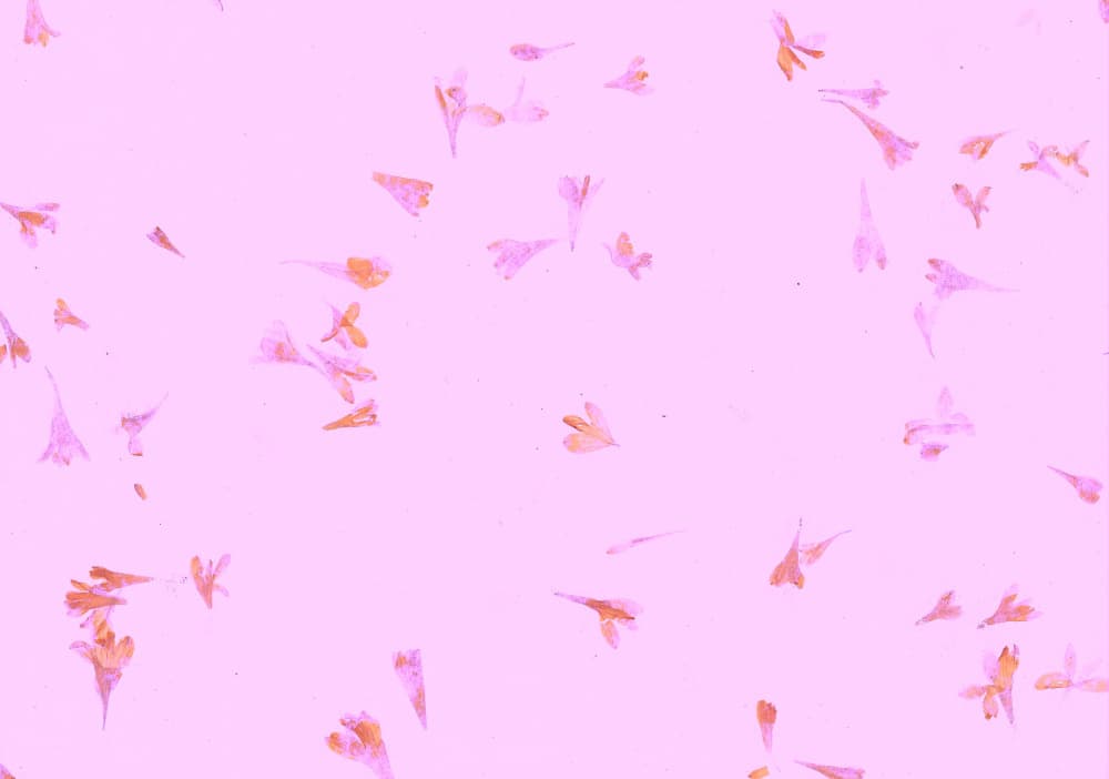 Delicate Pink Petals by Santhosh ch — canvas wall art