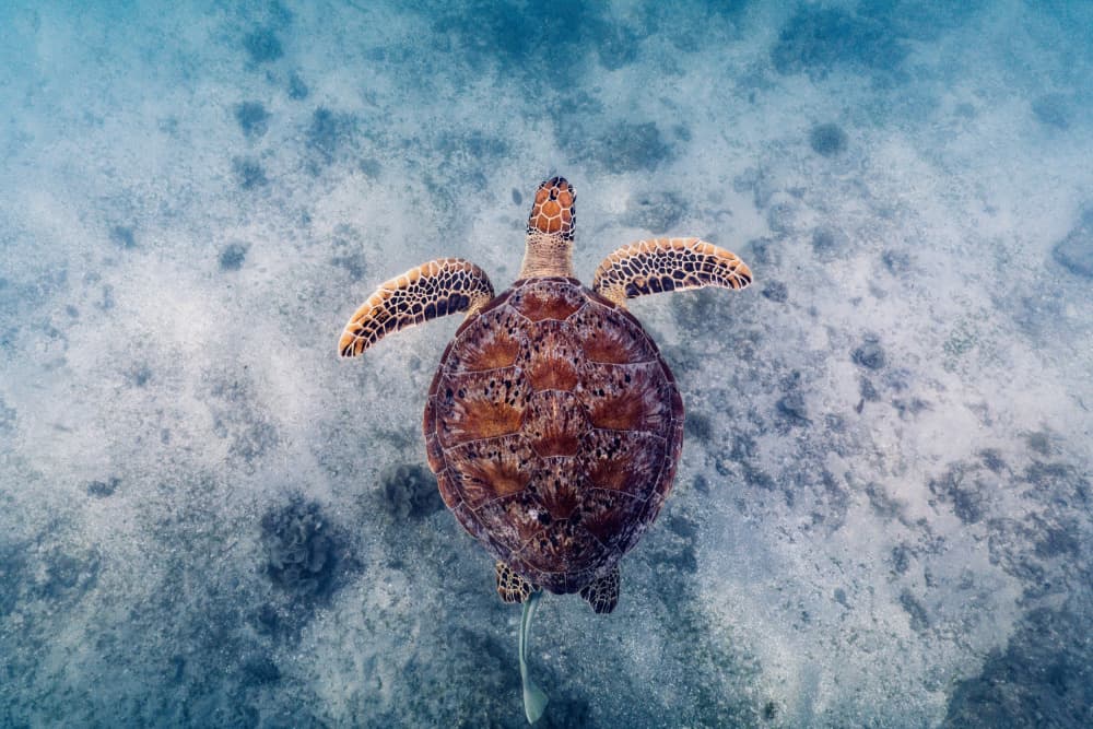 Underwater Turtle Journey by Serge Melesan — canvas wall art