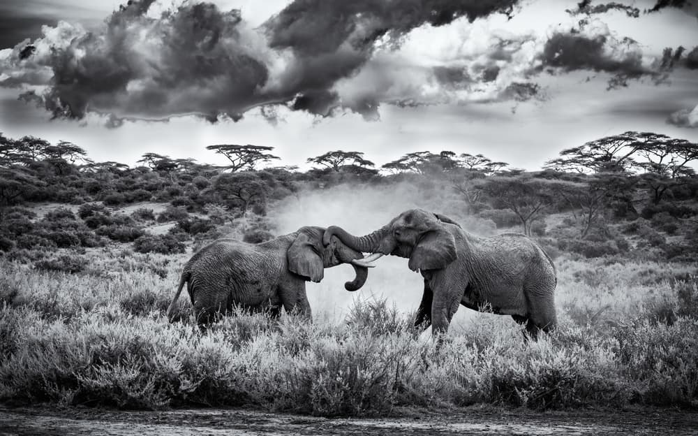 Dusty Elephant Play by Rajat Dhesi — canvas wall art