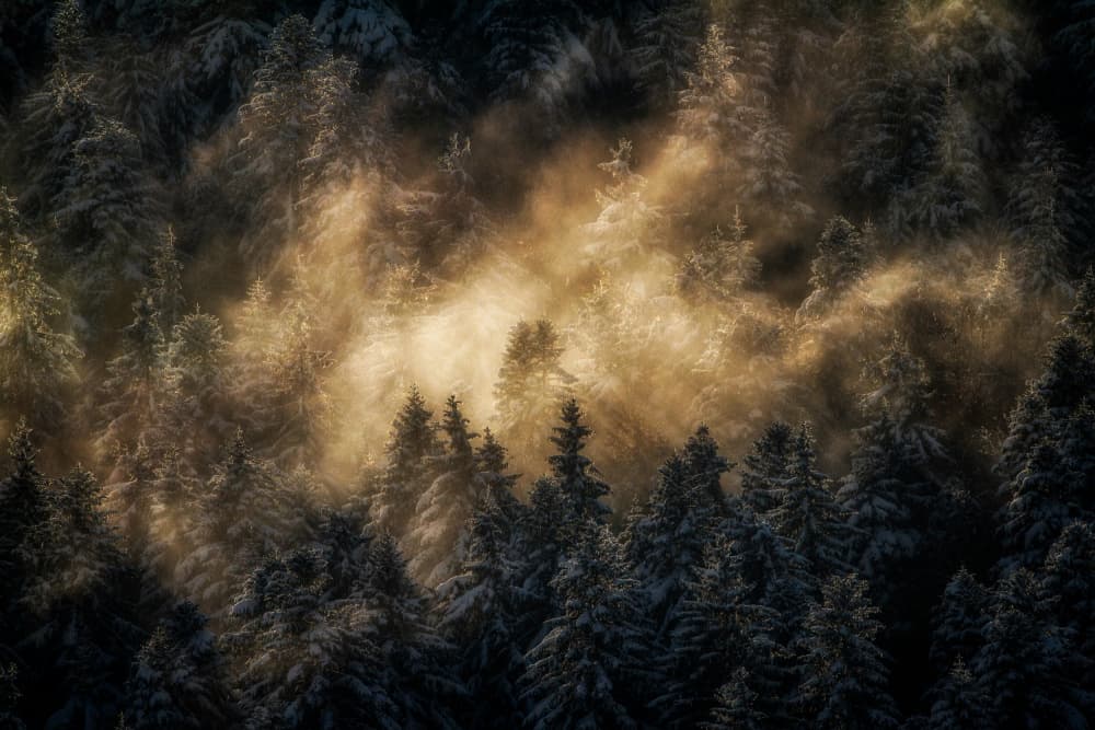 Golden Winter Forest by Barré Thierry — canvas wall art