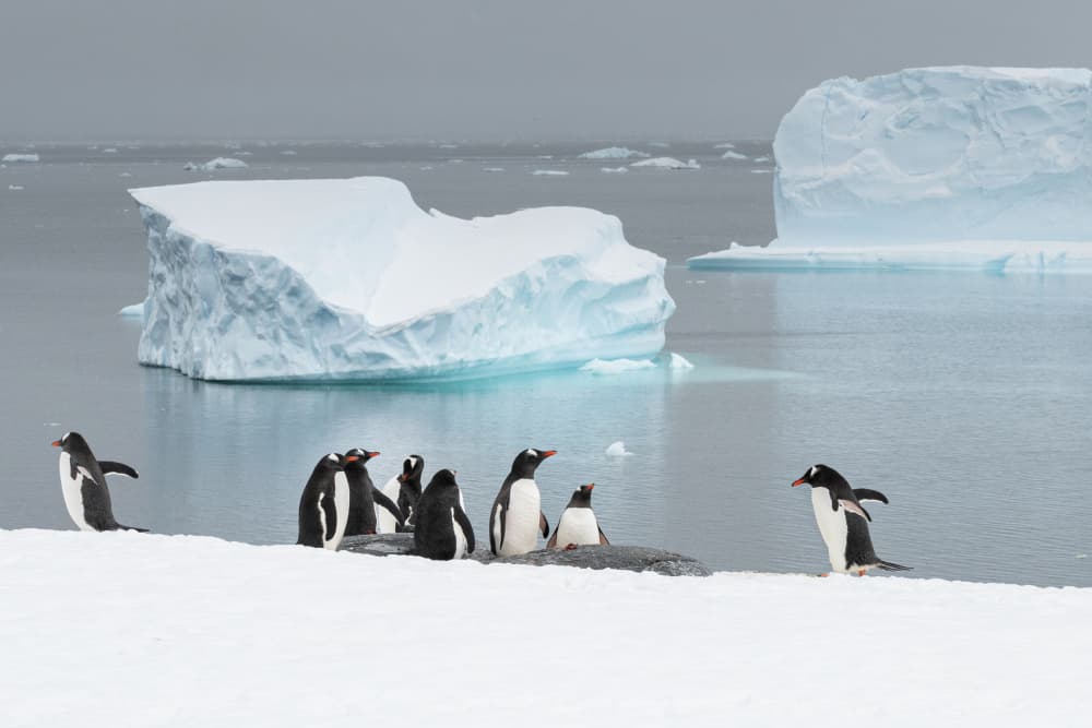 Antarctic Penguins on Ice by Nanda Bussers — canvas wall art