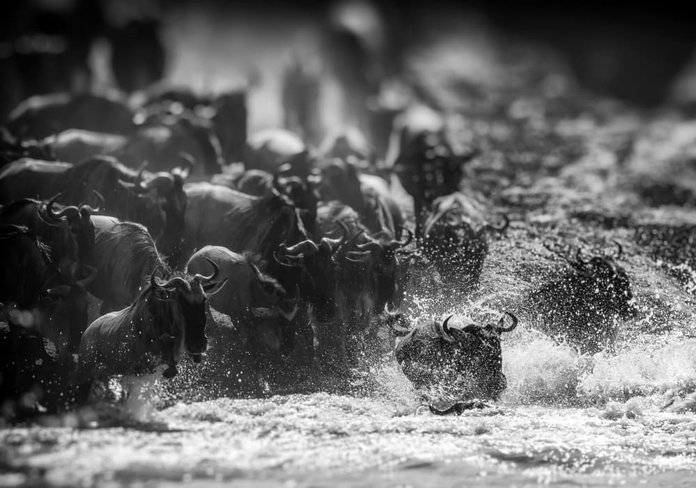 Wildebeest Water Crossing by Jaco Marx — canvas wall art
