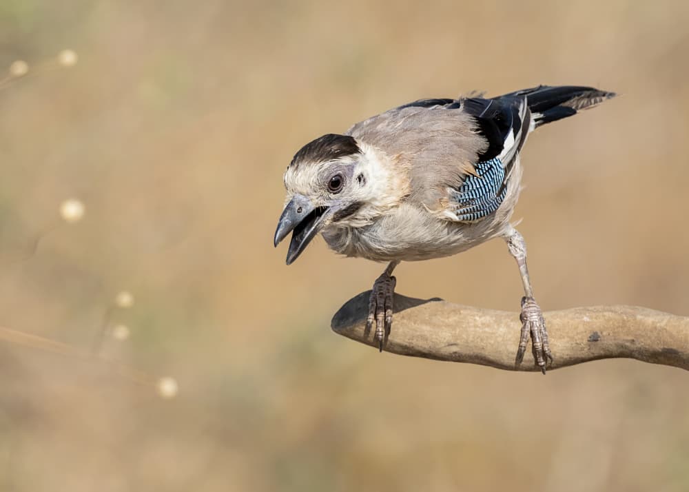 Wild Jay Calling by Eyal Amer — canvas wall art