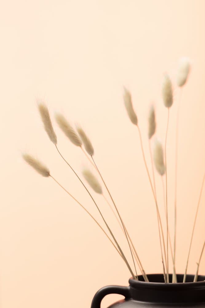 Dried Bunny Tails by Pictufy Studio III — canvas wall art