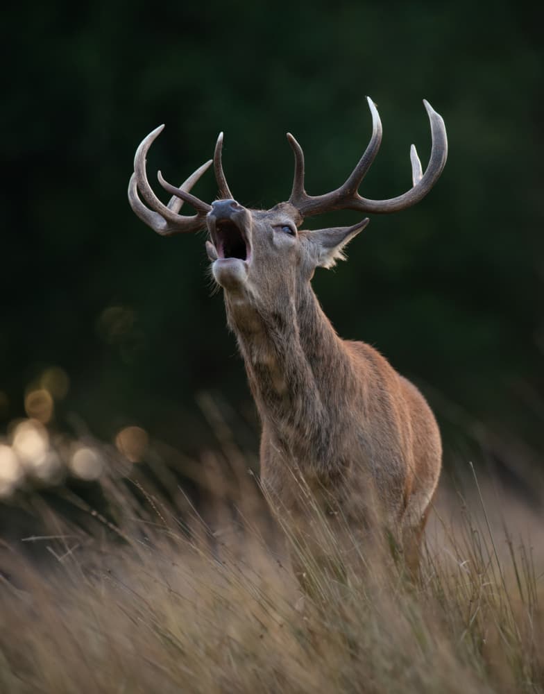 Powerful Stag Roaring by Radojica Jevric fotorax — canvas wall art