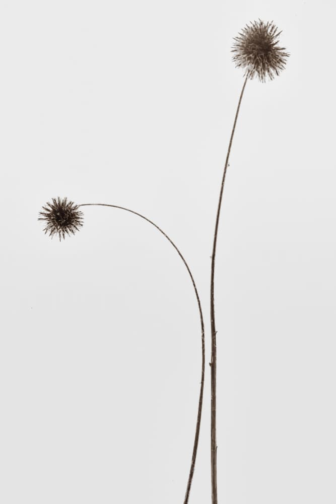 Natural Minimalist Stems by Magda Izzard — canvas wall art