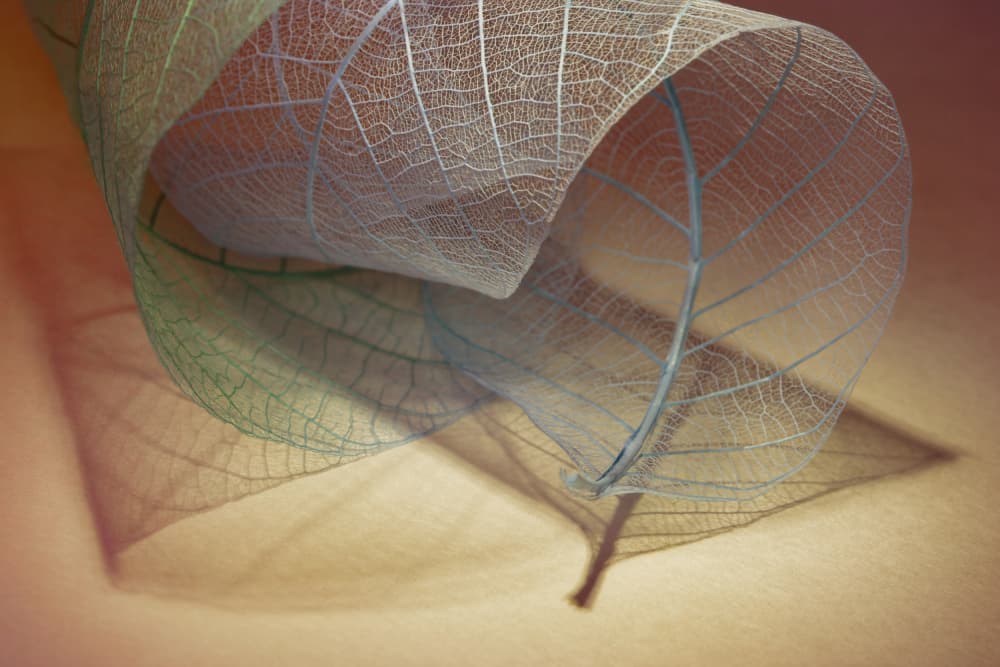 Delicate Leaf Veins by Shihya Kowatari — canvas wall art