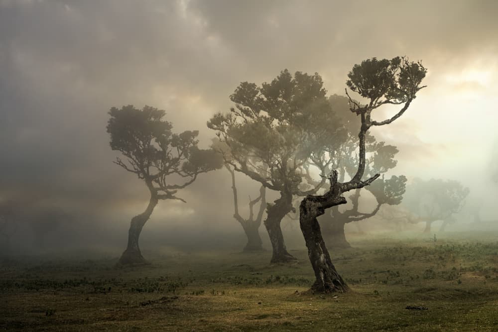 Enchanted Misty Trees by Roland Weber — canvas wall art