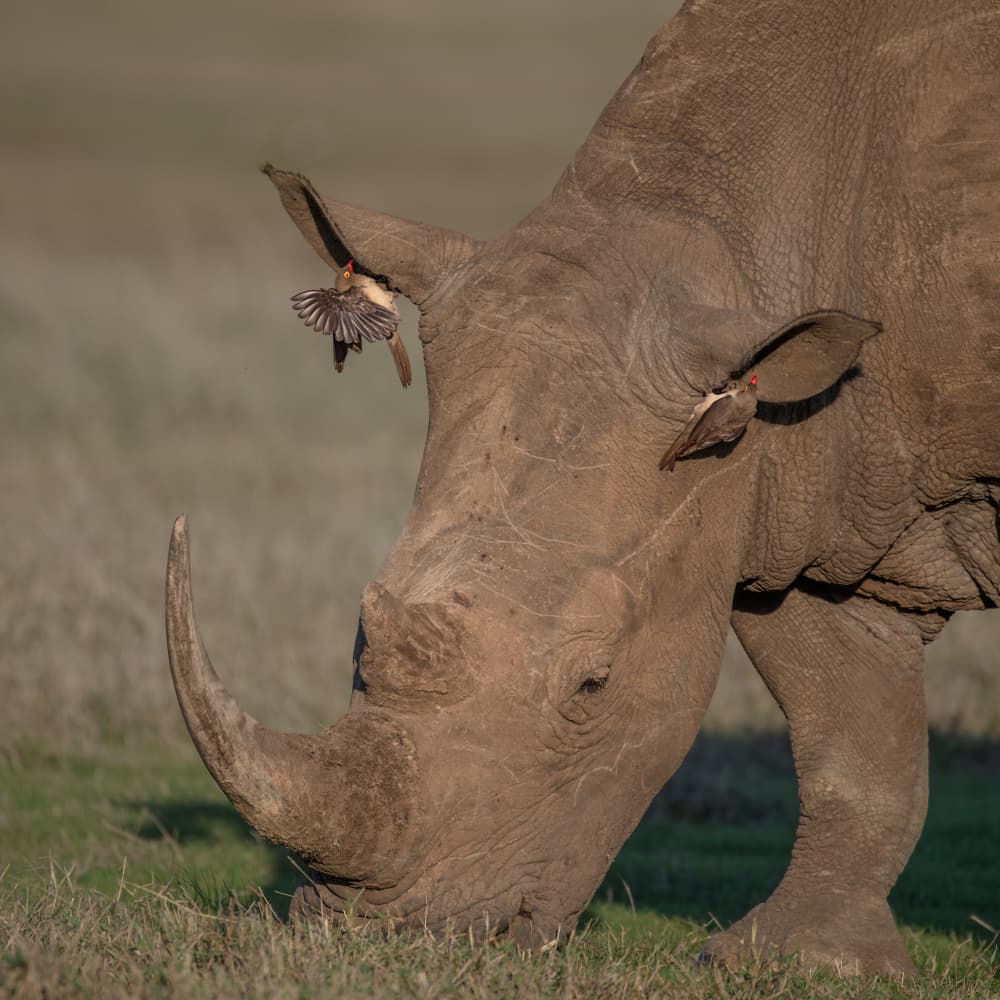 African Rhino and Birds by Jennifer Lu — canvas wall art