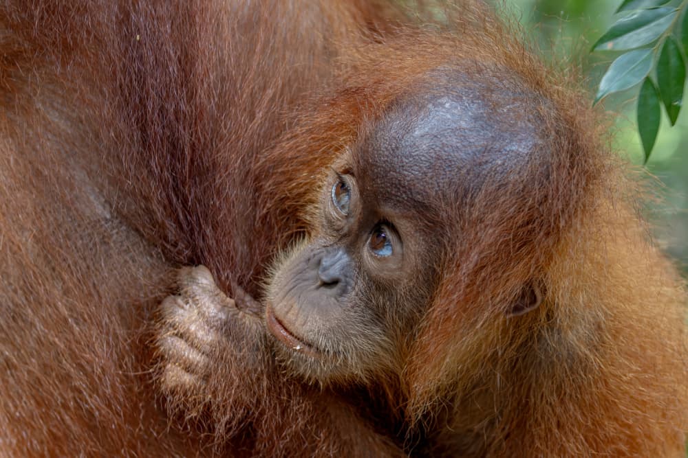 Curious Baby Orangutan by Alessandro Catta — canvas wall art