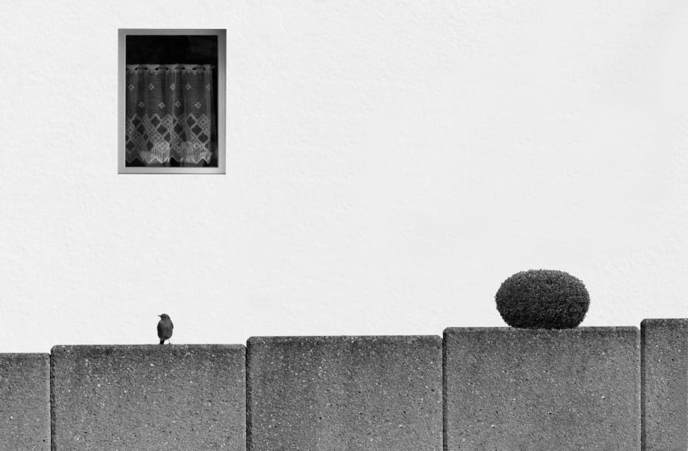 Quiet Window Bird by Streiff Marcel — canvas wall art