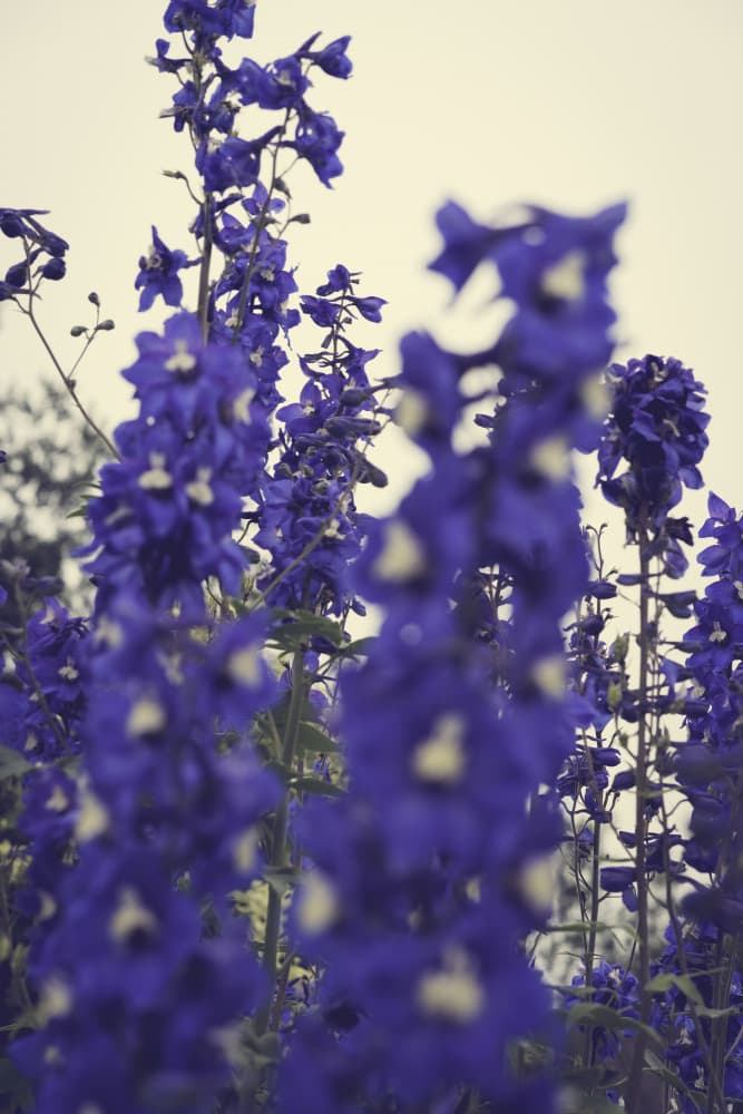 Dreamy Blue Delphiniums by Olivia Joy StClaire — canvas wall art
