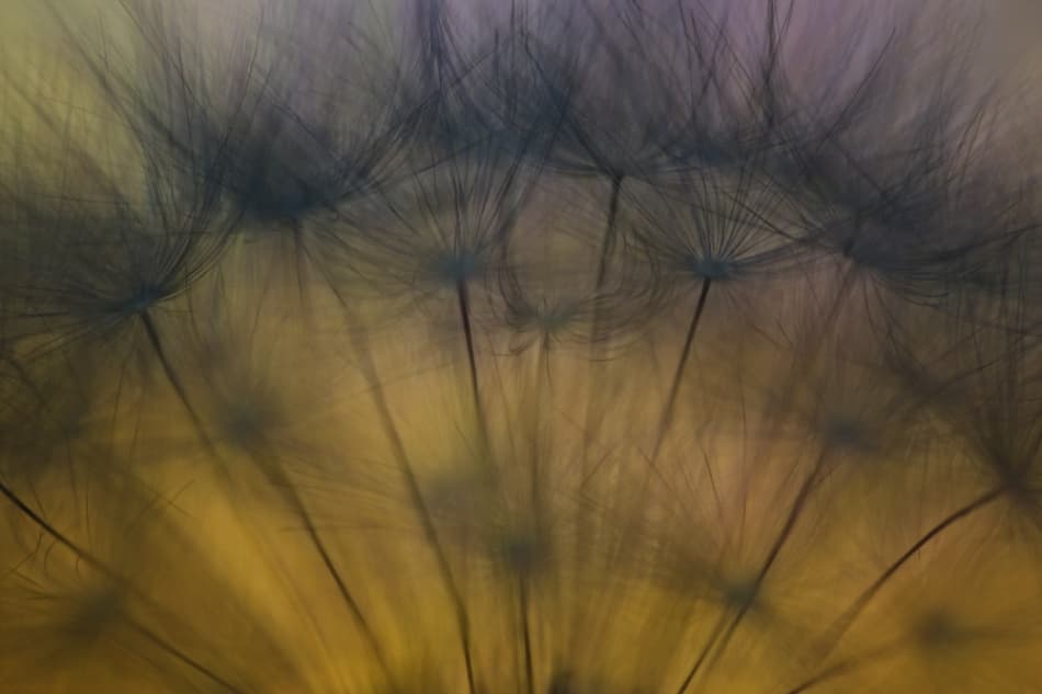 Ethereal Dandelion Seeds by Ricky Siegers — canvas wall art