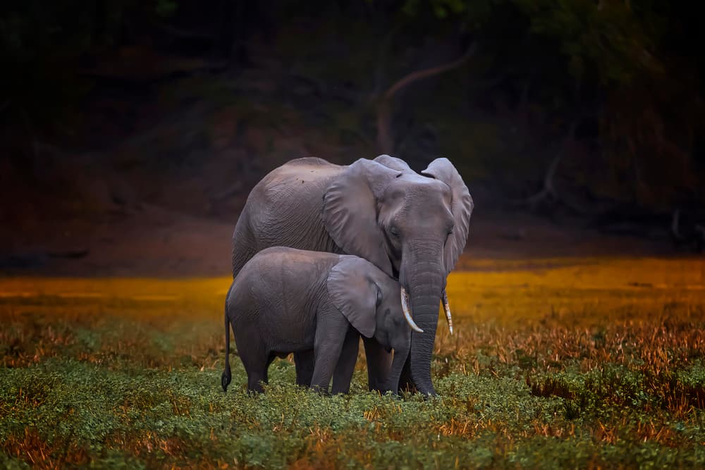 Mother and Calf Elephants by Fion Wong — canvas wall art