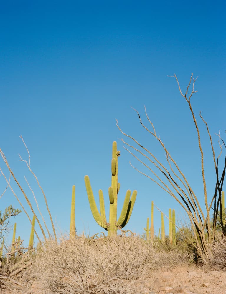 Saguaro Desert Vista by Bethany Young — canvas wall art