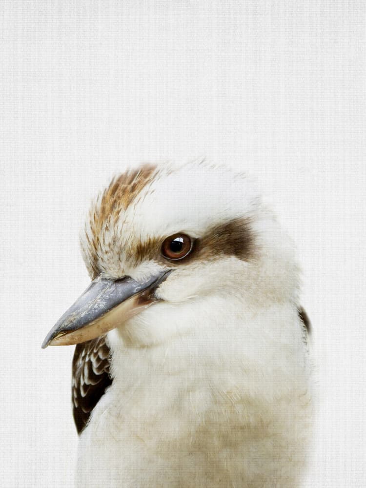Curious Kookaburra Bird by Lila &amp; Lola — canvas wall art