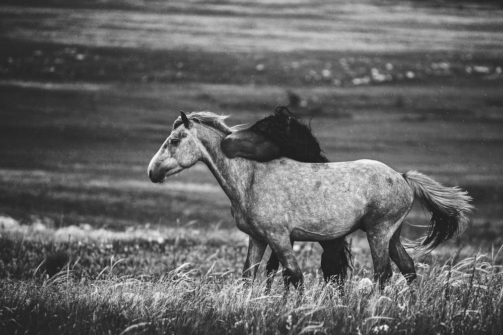 Wild Horses Running Free by Vedran Vidak — canvas wall art