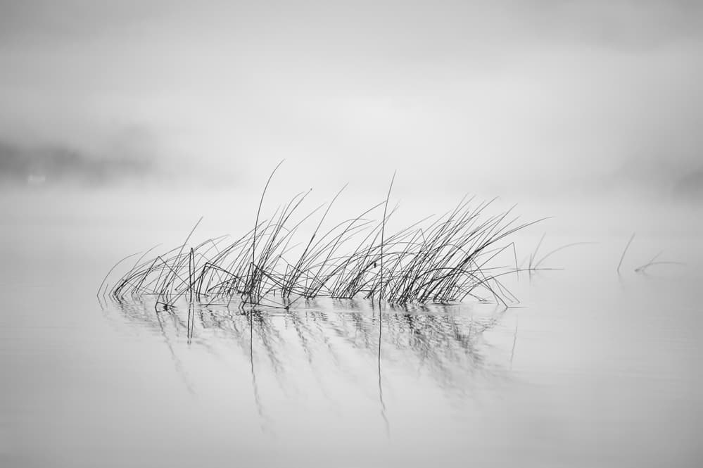 Misty Reeds Reflection by Benny Pettersson — canvas wall art