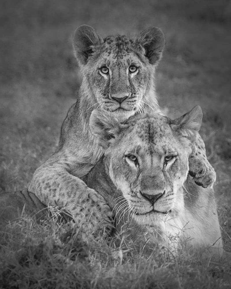 Lioness and Cub Bond by Ali Khataw — canvas wall art