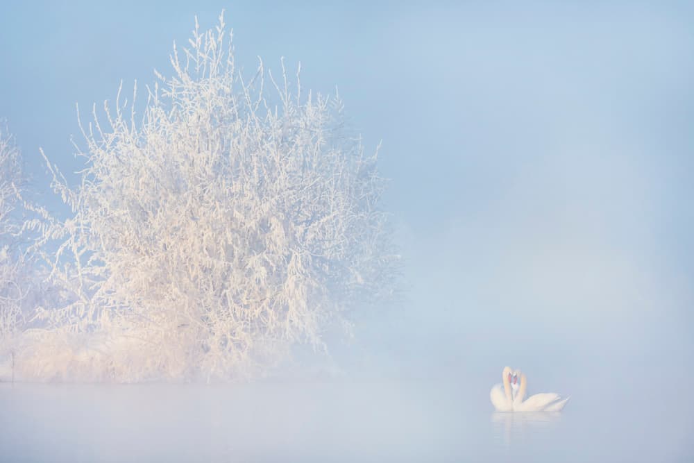 Swans In Winter Mist by Annie Poreider — canvas wall art