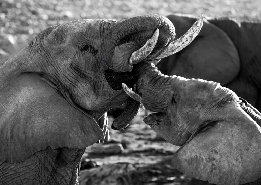 Elephant Family Bond by Joanna W — canvas wall art