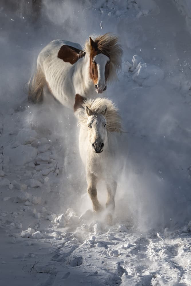 Wild Winter Horses by Chuanxu Ren — canvas wall art