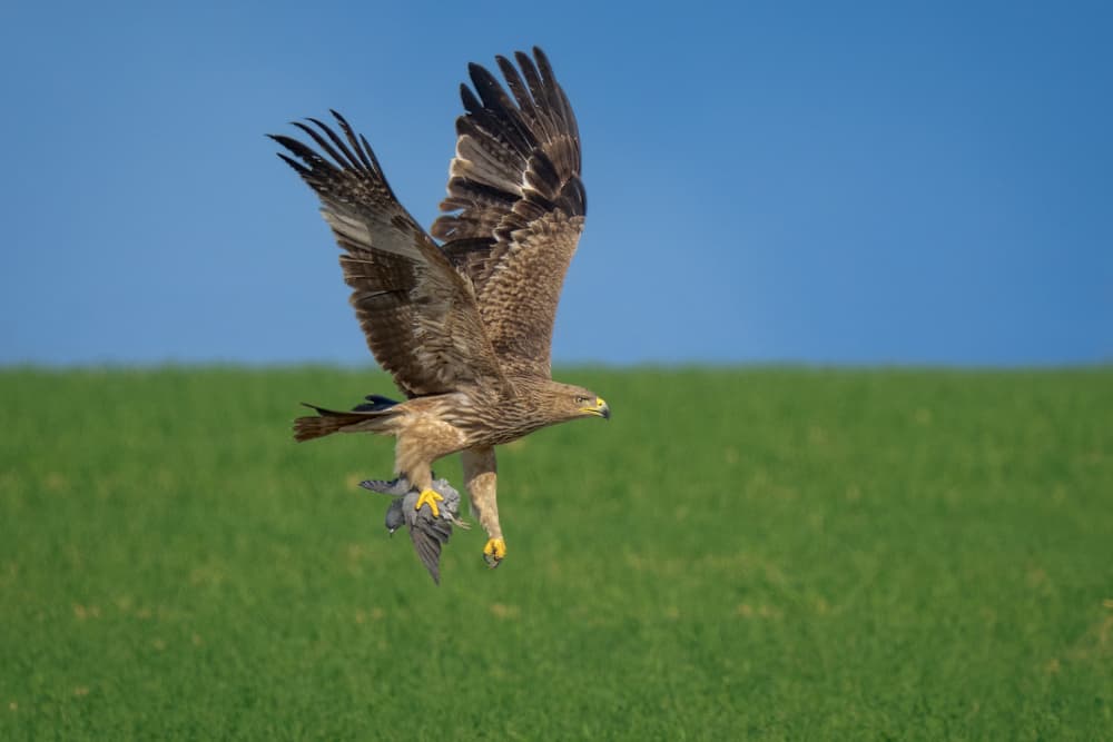 Eagle Carrying Prey by Arie Burla — canvas wall art