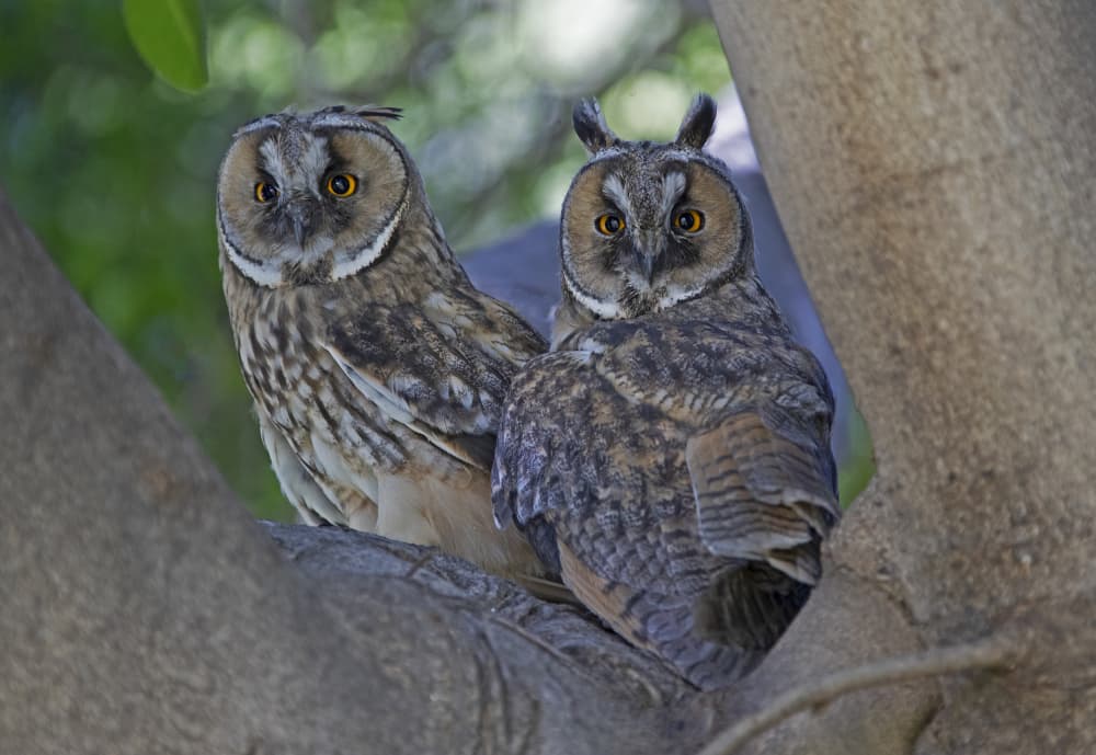 Long Eared Owls Perched by Shlomo Waldmann — canvas wall art