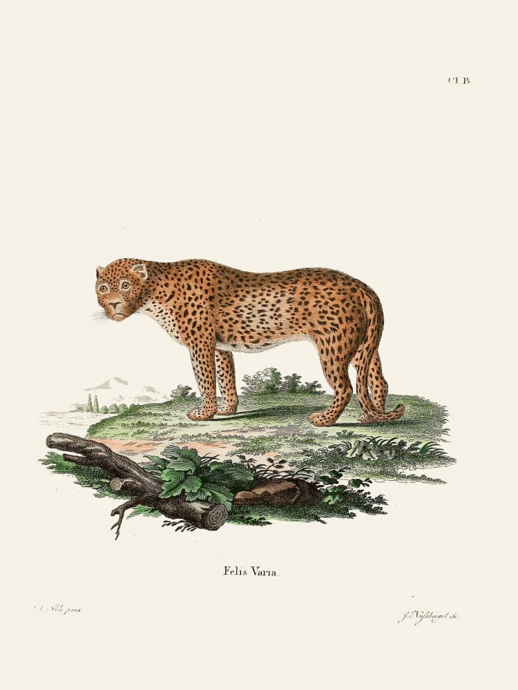 Panther By Johann Christian Daniel Von Schreber. by Johann Christian Daniel Von Schreber — canvas wall art
