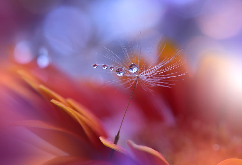 Delicate Dandelion Drops by Juliana Nan — canvas wall art