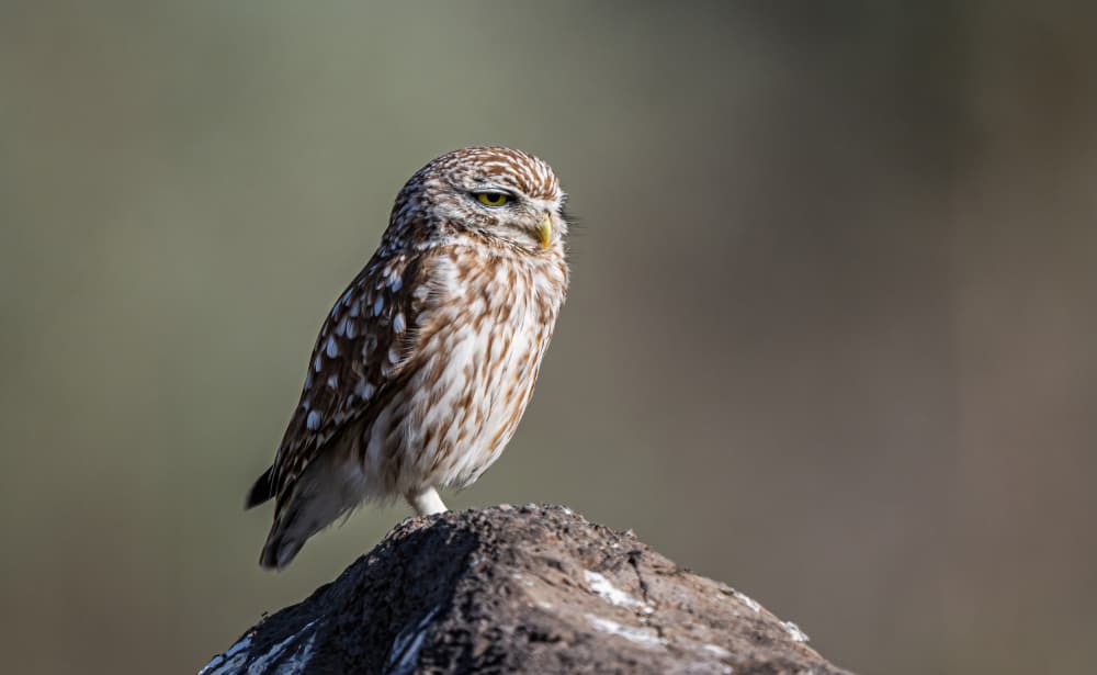 Vigilant Little Owl by Eldad Levin — canvas wall art