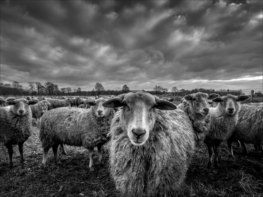 Moody Black and White Sheep by Chris Coenders — canvas wall art