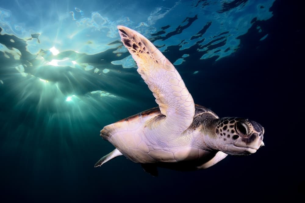 Serene Sea Turtle Swim by Sergi Garcia — canvas wall art