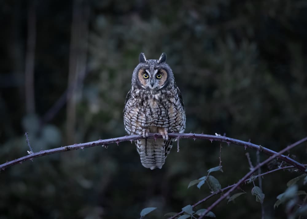 Watchful Forest Owl by Tony Xu — canvas wall art