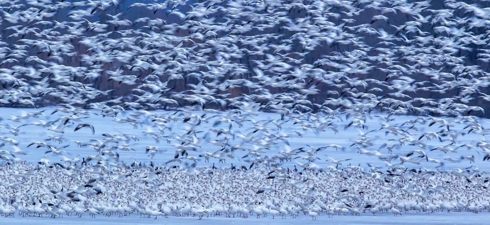 Snow Geese Migration by David Hua — canvas wall art