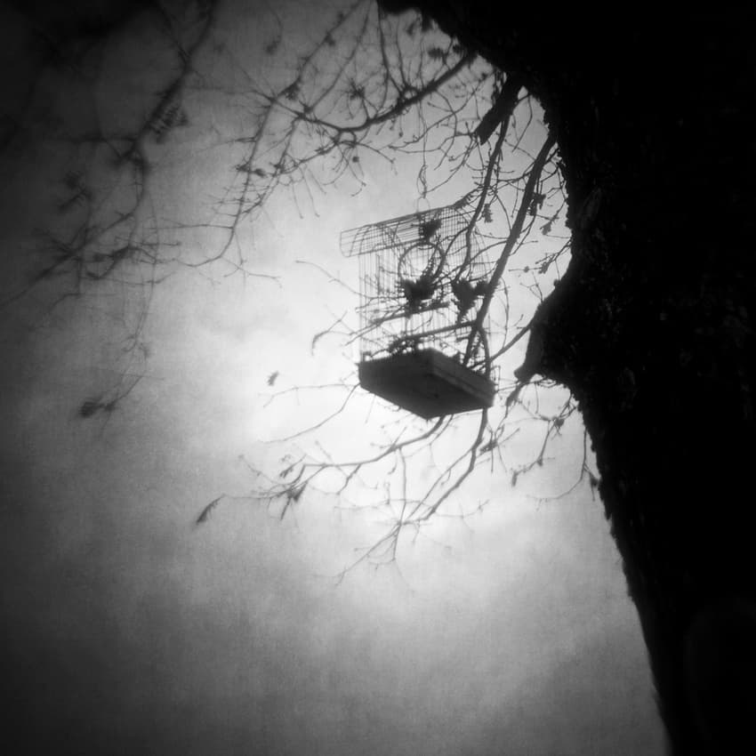 Eerie Birdcage Tree by Vangelis Bagiatis — canvas wall art